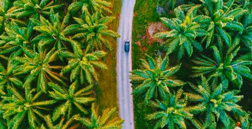 High angle view of plants