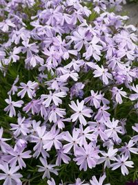 Close-up of purple flowering plants