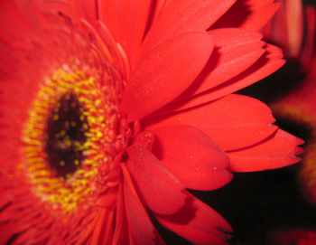 Close-up of red flower blooming outdoors