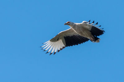Low angle view of eagle flying against clear blue sky