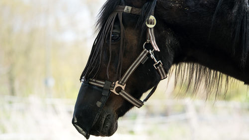 Close-up of black horse