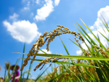 Low angle view of crops growing on field against sky