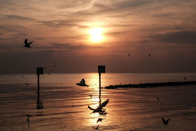 Silhouette of birds flying over sea during sunset