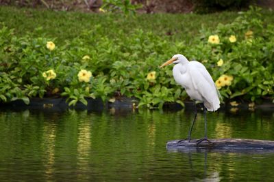 Close-up of white bird perching on grass by lake