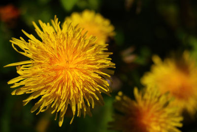 Close-up of yellow flowering plant