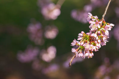 Close-up of pink cherry blossoms