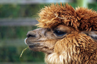 Close-up of alpaca looking away