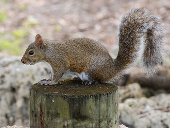 Close-up of squirrel eating