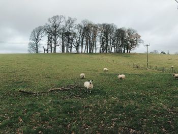 View of sheep on field