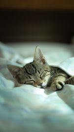 Close-up of cat lying on bed