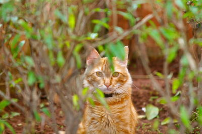 Portrait of cat looking away