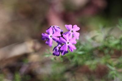 Close-up of purple flowering plant