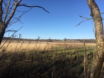 Scenic view of field against clear blue sky