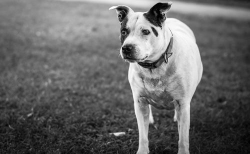 Portrait of dog on field