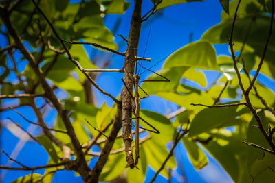 Low angle view of bird on tree