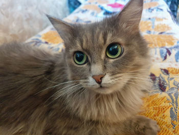 Close-up portrait of a cat