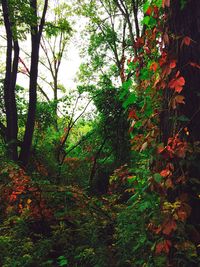 Trees in forest