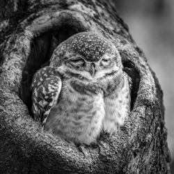 Mono close-up of baby spotted owlet sleeping