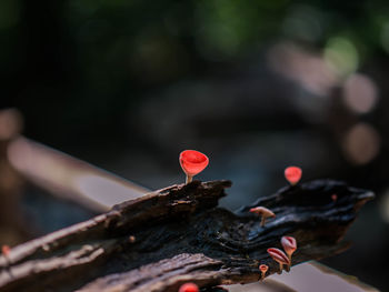 Close-up of red flower on tree