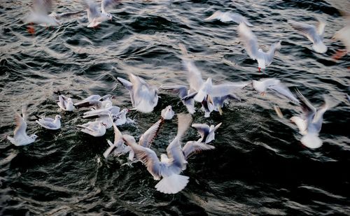 High angle view of seagulls at sea