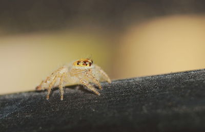 Close-up of spider