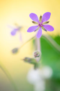 Close-up of purple flowering plant