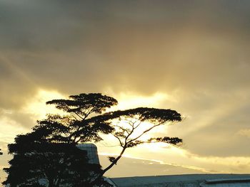 Silhouette tree on beach against sky at sunset