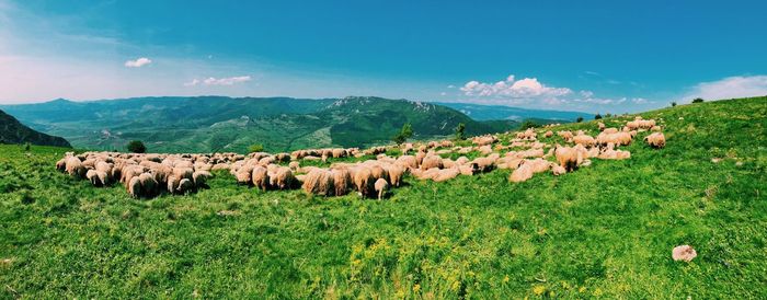 Panoramic view of sheep on field against sky