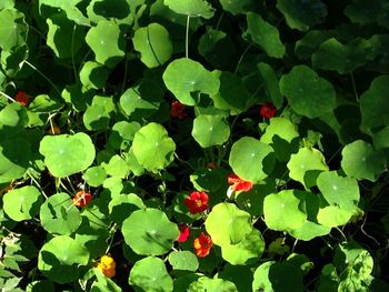 Full frame shot of plants