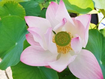 Close-up of pink flowering plant