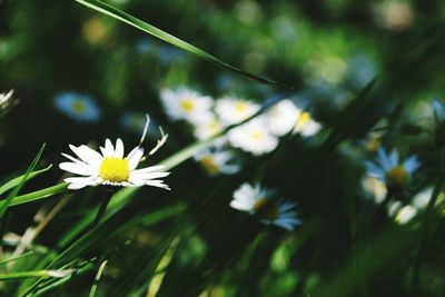 Close-up of white daisy blooming outdoors