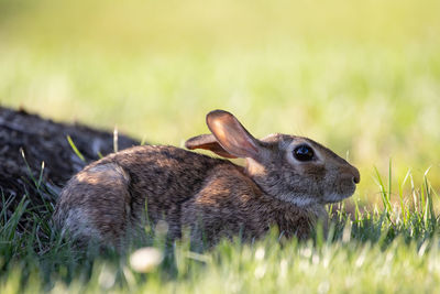 A wild rabbit in the grass of the lawn.