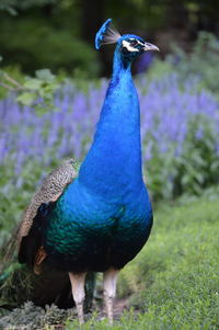 Close-up of peacock on field