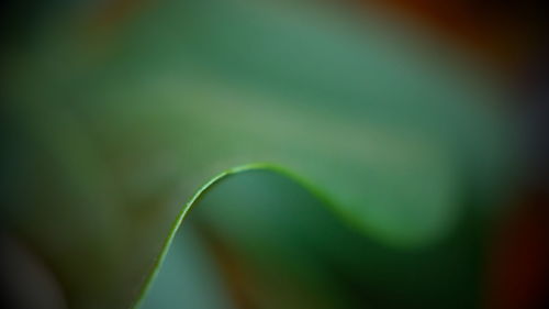 Close-up view of leaf