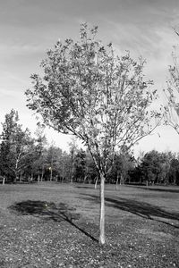 Surface level of country road along trees