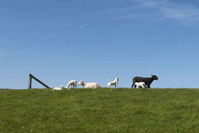 Sheep on a dyke 1 black sheep