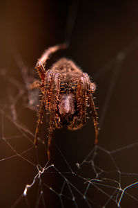 Macro picture of a brown orb weaver spider