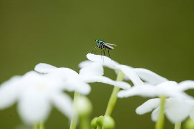 Nature insects on wildlife