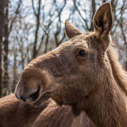 Close-up of a horse