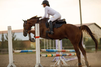 Horse standing on field