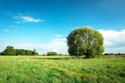 Large willow tree growing on a green meadow and blue sky