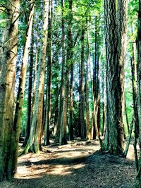Trees growing in forest