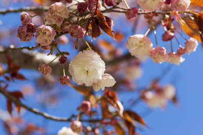 Low angle view of cherry blossom