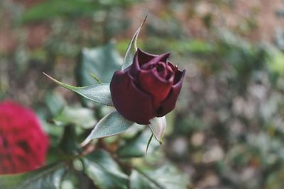 Close-up of red rose blooming outdoors