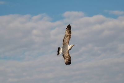 Low angle view of eagle flying in sky