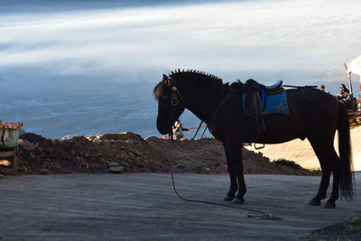 Black horse on the mountain