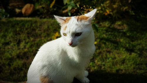 Close-up of white looking away