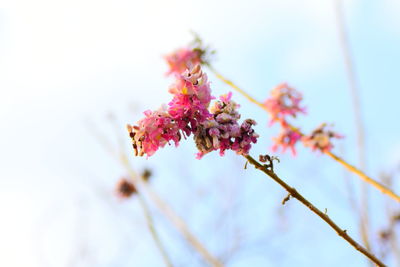 Low angle view of pink flowering plant