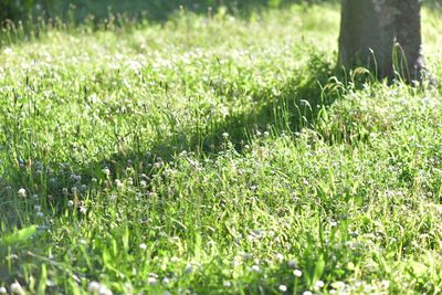 Plants growing on grassy field