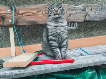 Portrait of cat sitting on table